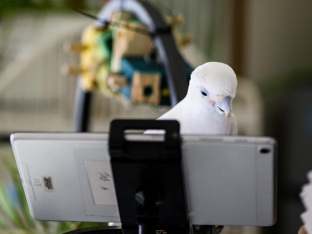 Ellie, an 11-year-old cockatoo, chats with a feathery friend over a video call.