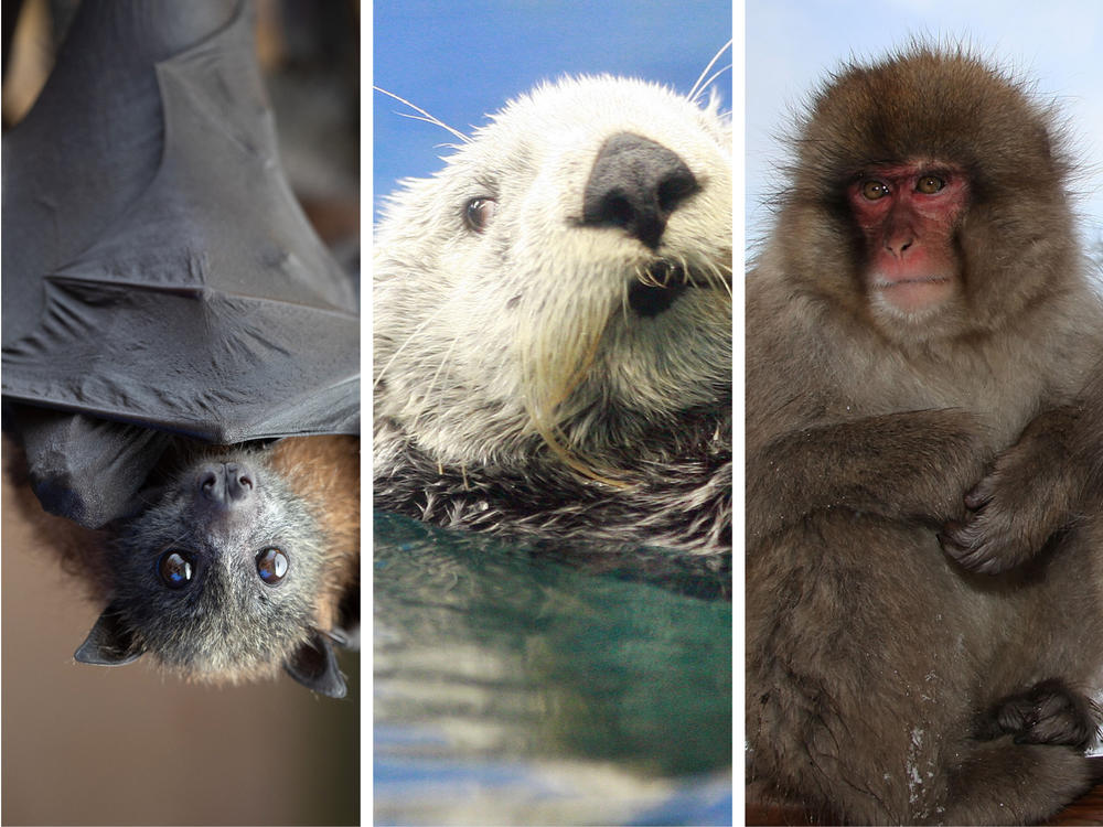 About 6,500 mammal species live on Earth today. Credit from left to right: John Moore/Getty Images; Yoshikazu Tsuno/AFP via Getty Images; Koichi Kamoshida/Getty Images; Paula Bronstein/Getty Images