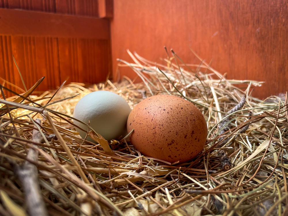 Fresh from the chicken coop eggs are nice, but our NPR chicken person says there's another — deeper — reason to keep hens.