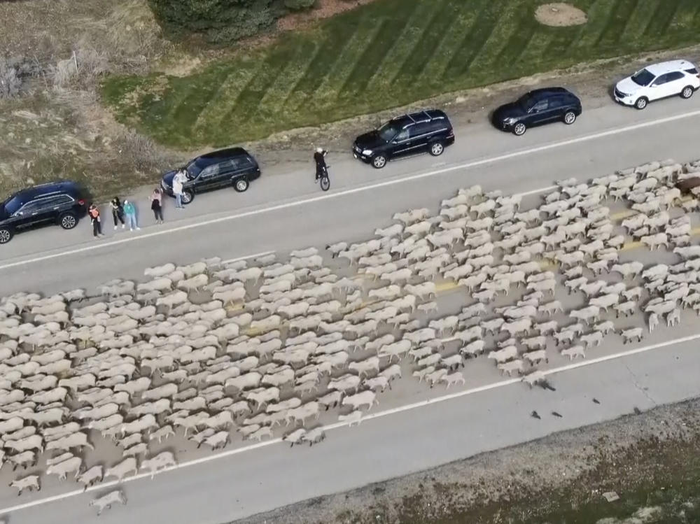 In this screen grab from video provided by KTVB-TV, sheep move along state Highway 55 as they cross the road near Eagle, Idaho, on Monday.