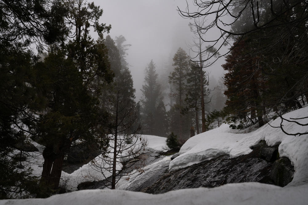 Snow melts in a still-closed section of Sequoia National Park. The snowpack for the broader region is more than three times the average.