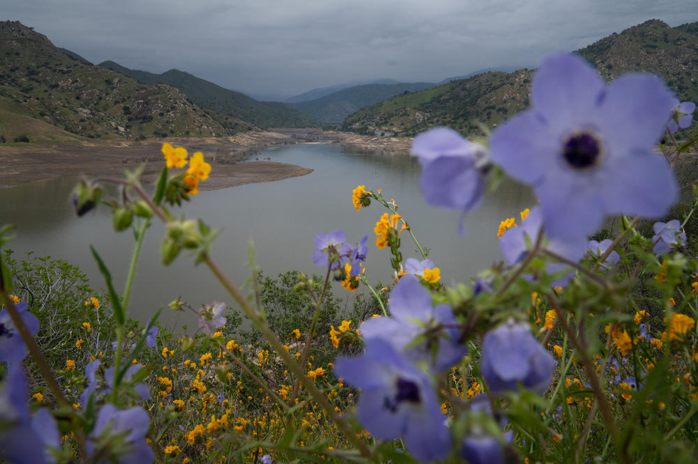 Flowers grow uphill from water in the Kaweah watershed near Three Rivers.