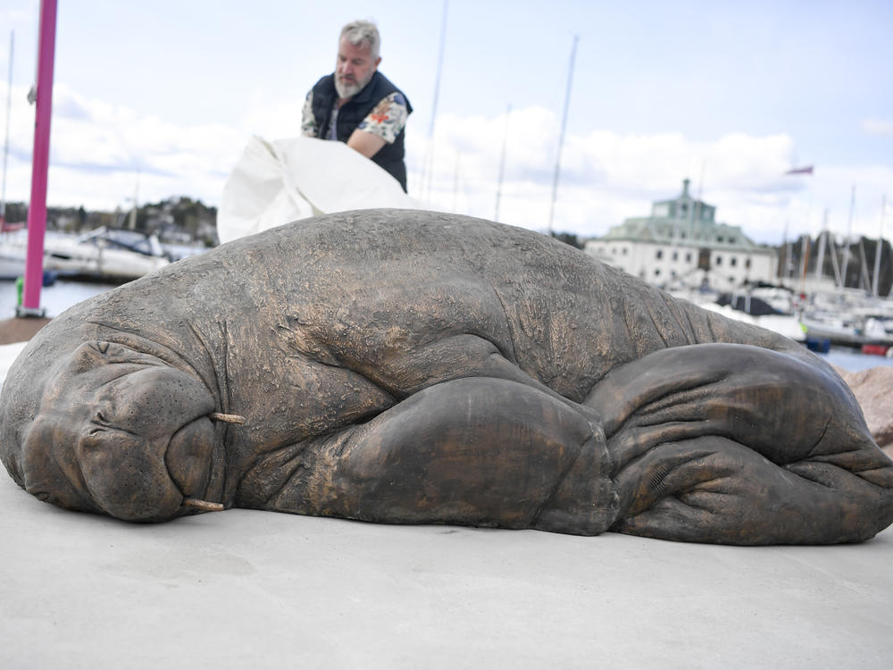 The sculpture of the walrus Freya is unveiled in Oslo, Norway, on Saturday. Freya was euthanized by the Directorate of Fisheries in August 2022.