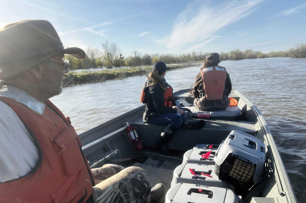 U.S. Fish and Wildlife Service refuge manager Eric Hopson (left) and team transport riparian brush rabbits to new habitat.