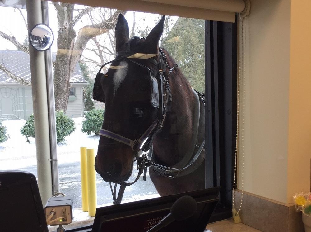 A horse looks in the drive-through window of the Bank of Bird-in-Hand. Because it caters to the local Amish community, it must offer special accommodations like branches that cater to horse-drawn buggies.