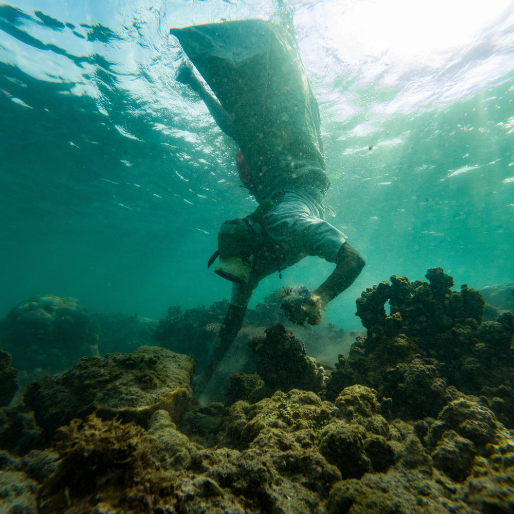 Thangamma, about 80 years old, gathers seaweed off Pananthoppu beach, Pamban island, Tamil Nadu, India. Seaweed extracts are used in a booming global food industry. An estimated 5,000 women gather seaweed in the shallow reefs around Pamban island, which they sell to local factories.