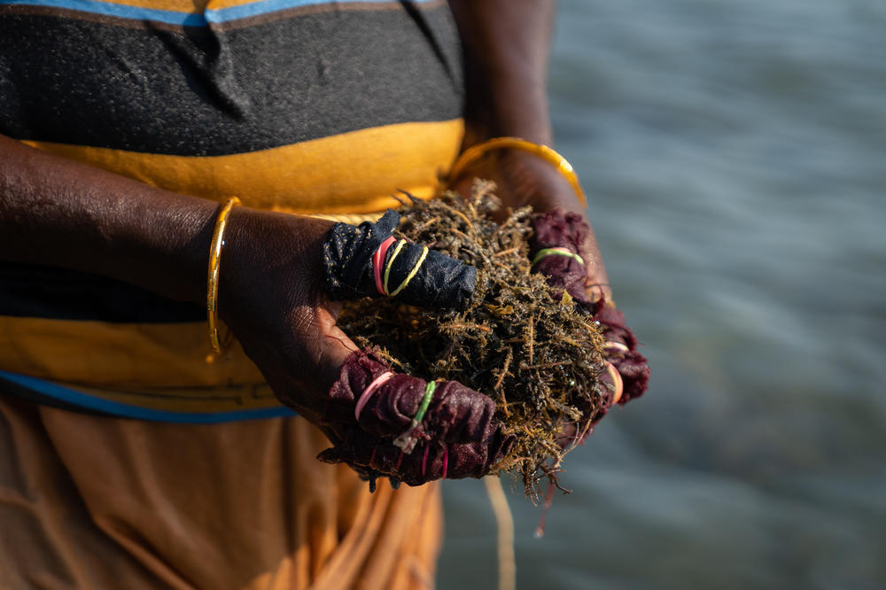Bhagavathy shows the seaweed she collected. The divers hold their breath for 2 to 3 minutes while extracting seaweed from underwater rocks.