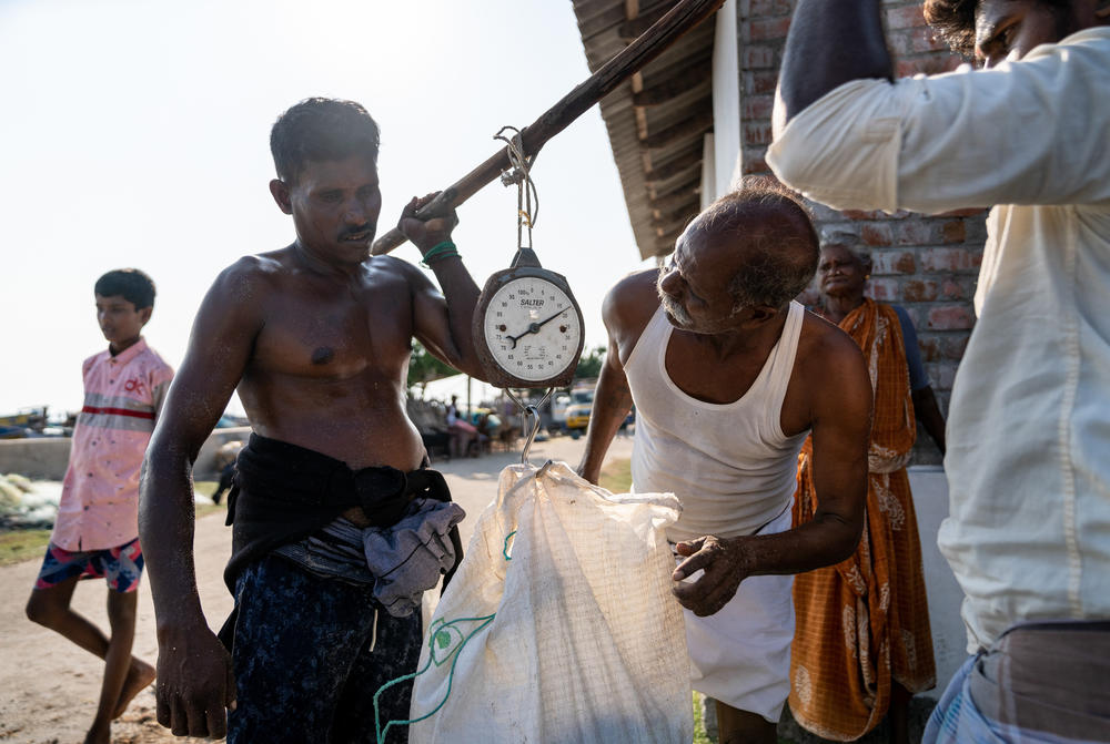Weighing the seaweed in Chinnapalam village, Pamban island, Tamil Nadu.