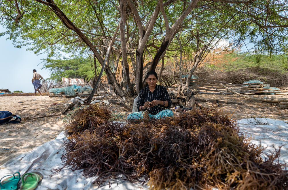 A seaweed farmer reseeds Kappaphycus alvarezii, a species of seaweed that is cultivated on rafts.