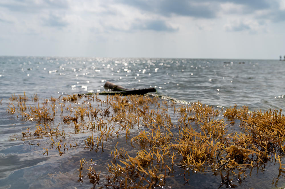 An effort to give women a new way to earn income involved cultivating an imported type of seaweed on rafts. But the species has reportedly become invasive, smothering reefs.