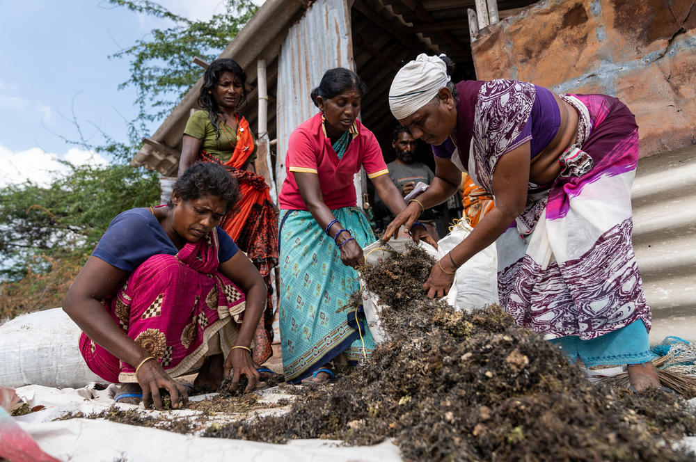 A seaweed gatherer removes unwanted particles from the dried seaweed before it is weighed and sold.