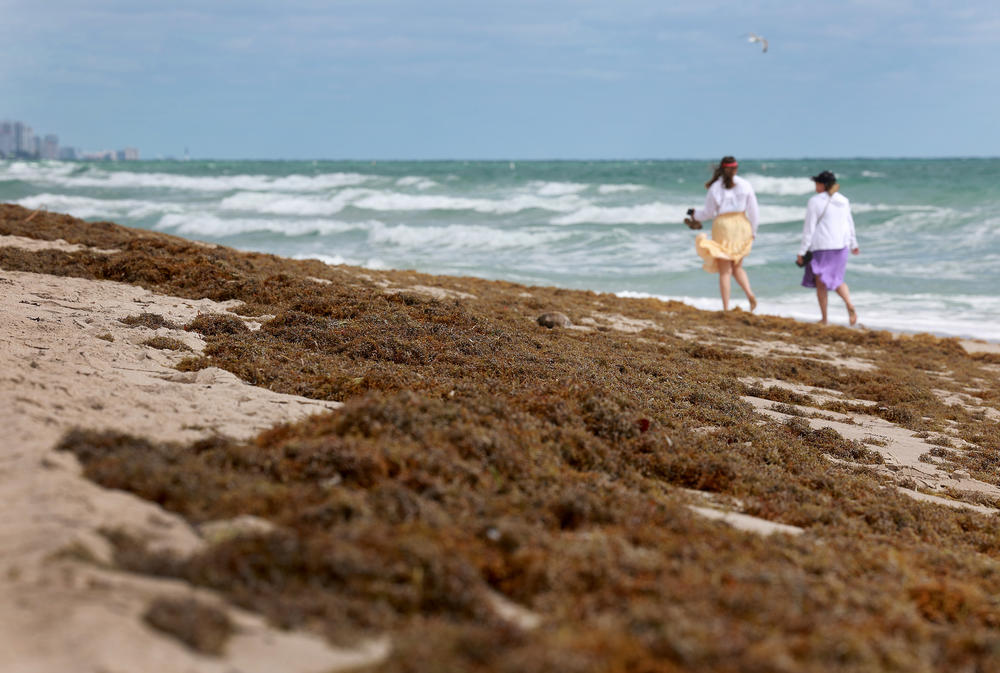 Beachgoers walk past seaweed that washed ashore on March 16, 2023 in Fort Lauderdale, Fla.