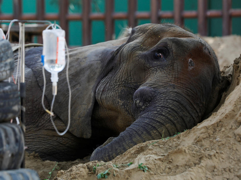 While ailing, African elephant Noor Jehan rested on a sand pile at a zoo in Karachi, Pakistan. The photo was taken on April 14. The elephant died 8 days later.