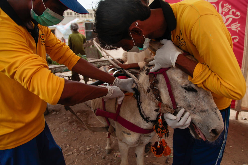 Donkeys wait to be seen by staff of a donkey medical clinic in the scraggly neighborhood of Korangi in the port city of Karachi. The donkeys cart heavy loads like scrap metal across the city. Their masters are some of Pakistan's poorest laborers, and so this clinic, run by the Pakistani charity ACF Animal Rescue, is often the only opportunity for them to get their donkeys checked.