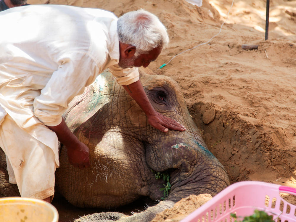 Noor Jehan was poached from her herd in Tanzania, alongside three other baby elephants. And since her capture, Noor Jehan has lived in an enclosure near a busy road, her only company, a fellow captive elephant, Madhubala.