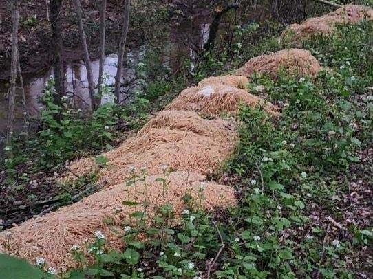 Hundreds of pounds of pasta were found along the Iresick Brook in Old Bridge, N.J., setting off questions about where the noodles came from — and why they were dumped.