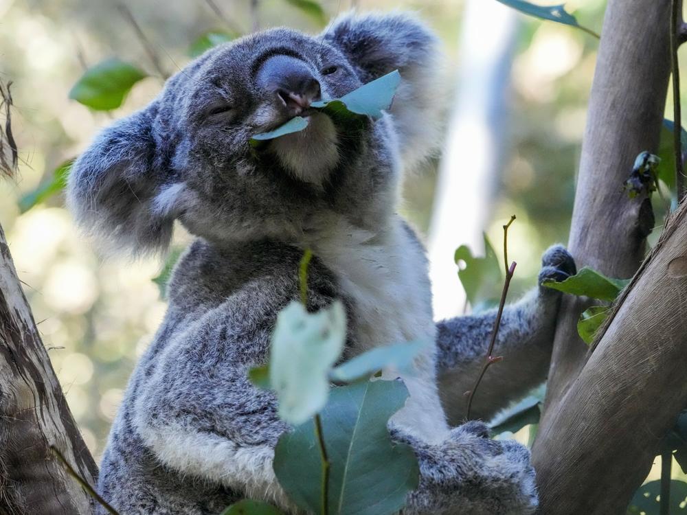 The aim of Australian scientists vaccinating koalas for chlamydia is to test a method for protecting the beloved marsupials against a widespread disease that causes blindness, infertility and death.