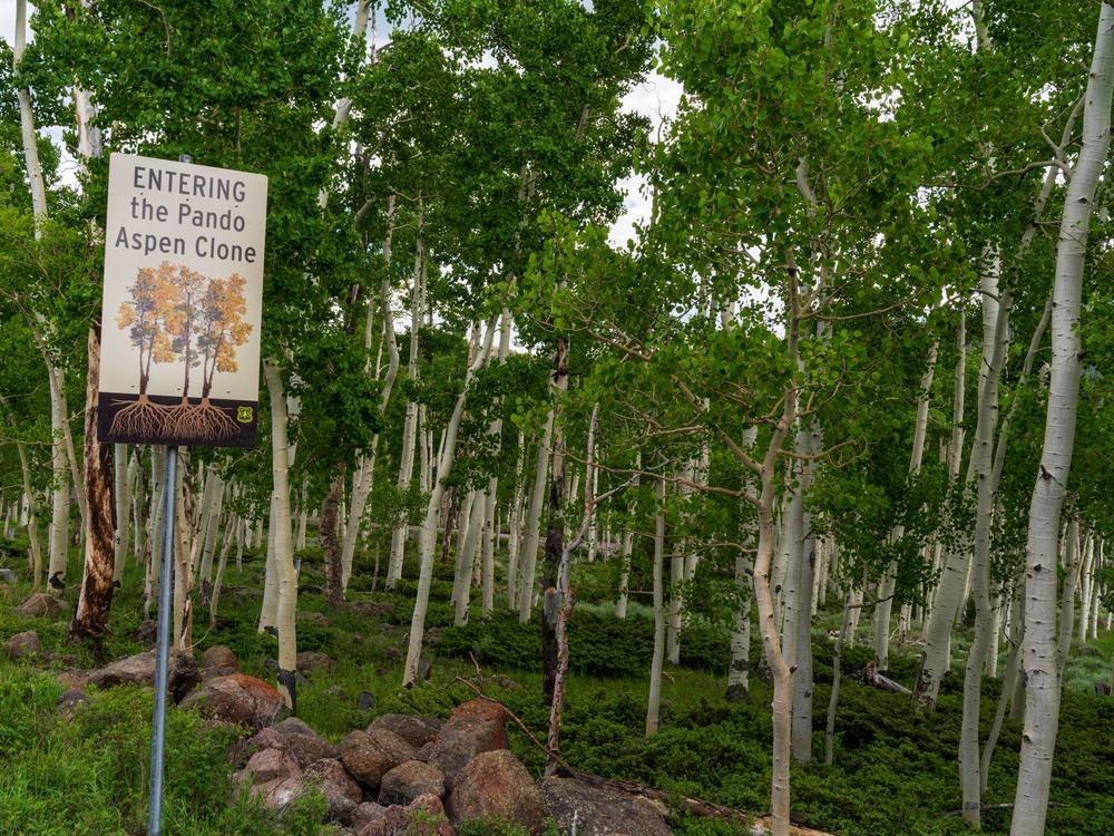 Pando began with a single seed and now contains over 40,000 