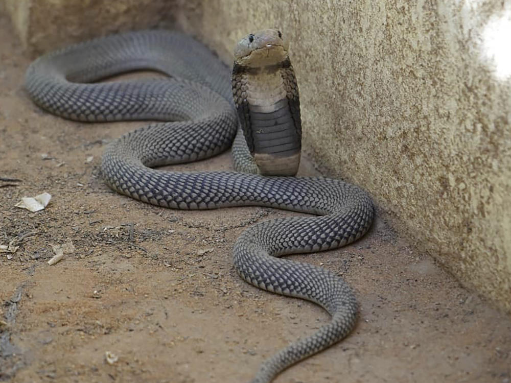 In this undated photo released by Sara Abdalla, director of the zoological park at the University of Khartoum, a Nubian spitting cobra is pictured inside its enclosure in Khartoum, Sudan. The animal is one of dozens feared dead or missing inside the park in Sudan's capital after intense fighting made the location unreachable.
