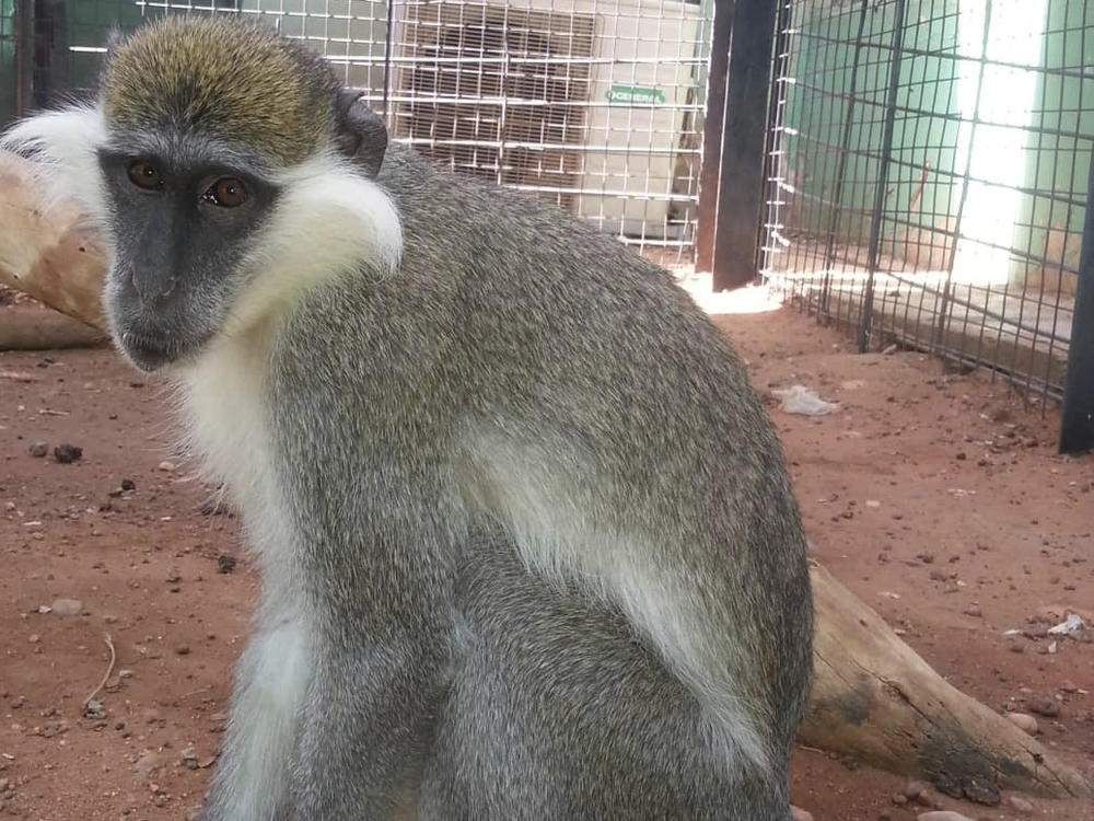 In this undated photo released by Sara Abdalla, director of the zoological park at the University of Khartoum, a vervet monkey is pictured inside its enclosure in Khartoum, Sudan.
