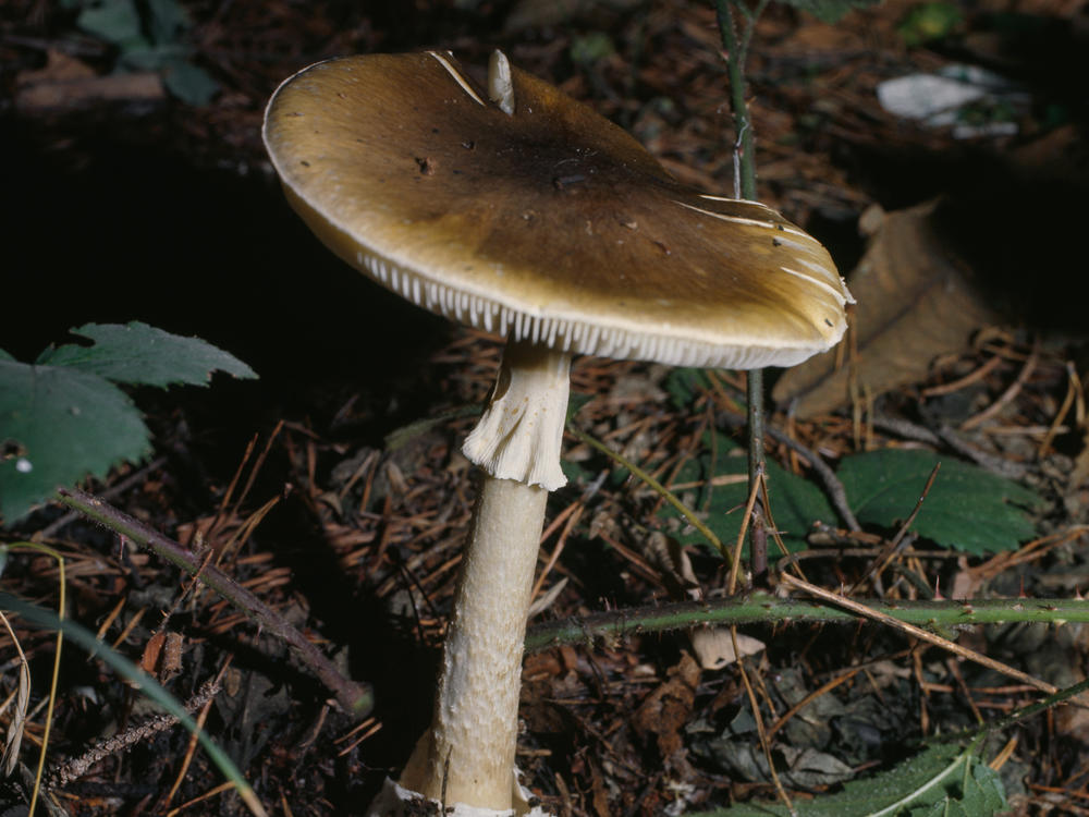 Death cap (Amanita phalloides), Amanitaceae.