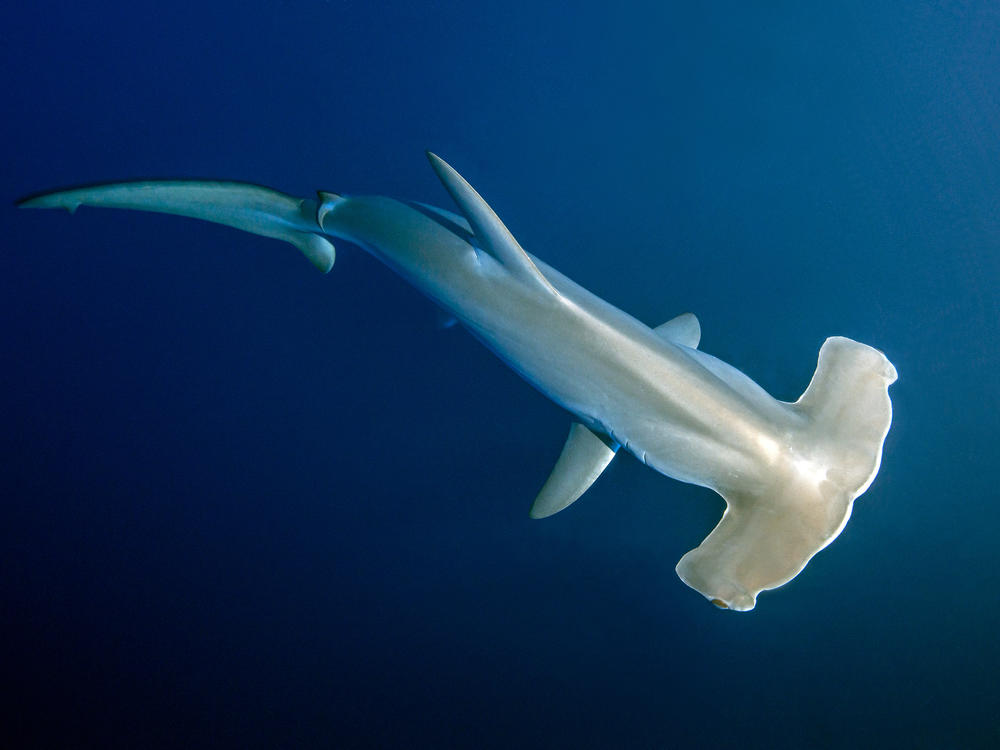 Scalloped hammerhead sharks can dive to depths of more than 2,600 ft (800 m) to hunt for squid and other food.