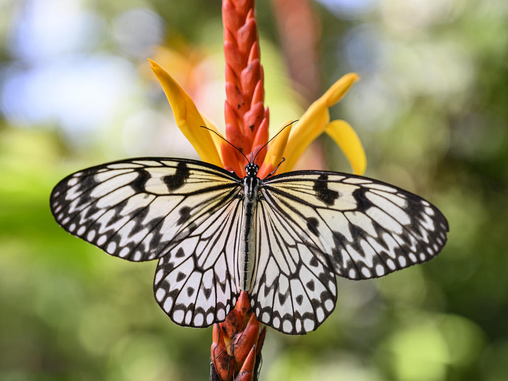 A butterfly known as a large tree nymph spreads its wings.