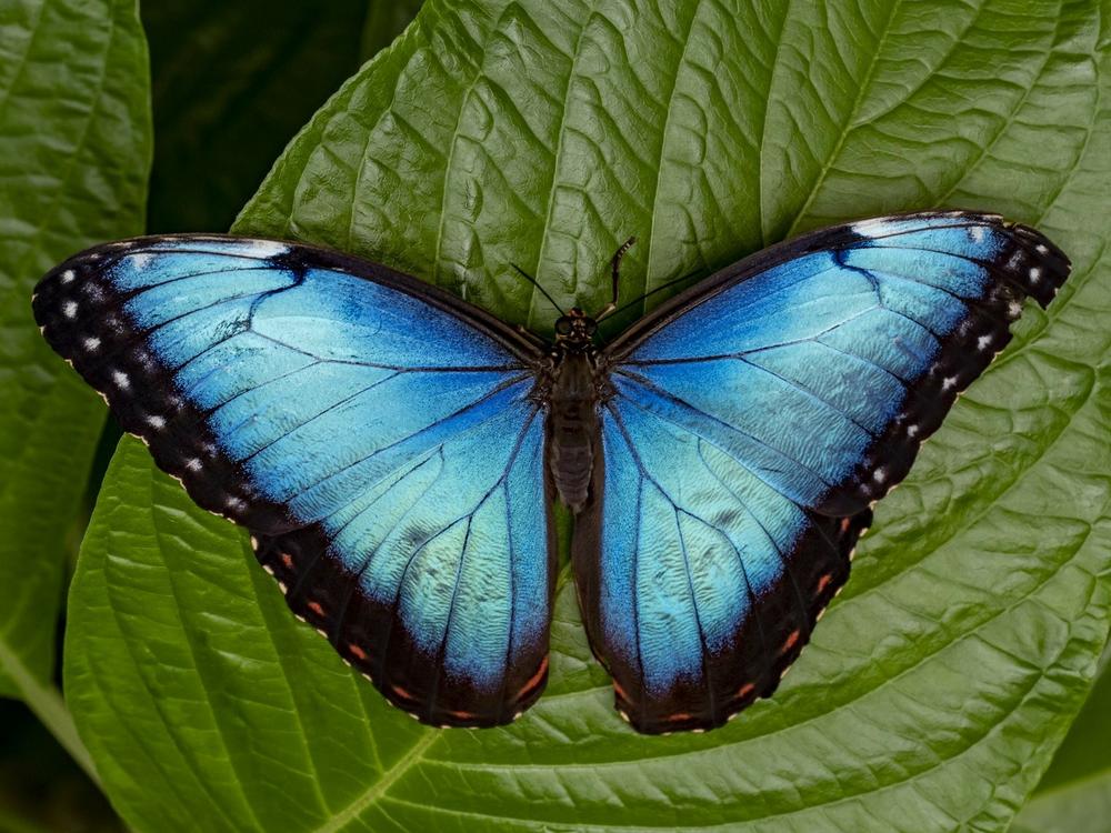 A blue morpho butterfly sits on a leaf. A new study finds that butterflies likely originated somewhere in western North America or Central America around 100 million years ago.