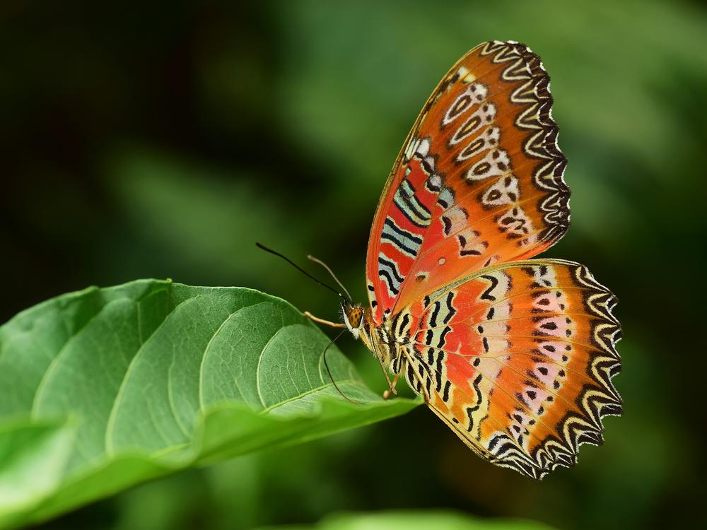 A red lacewing butterfly perches on a plant.