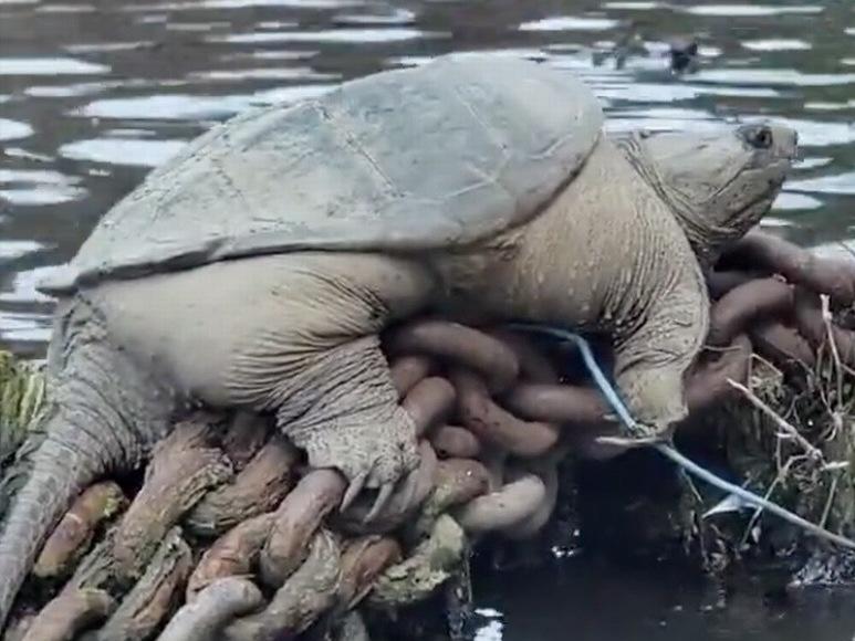 Chonkasaurus the snapping turtle rests on a pile of rusty chains along the Chicago River.