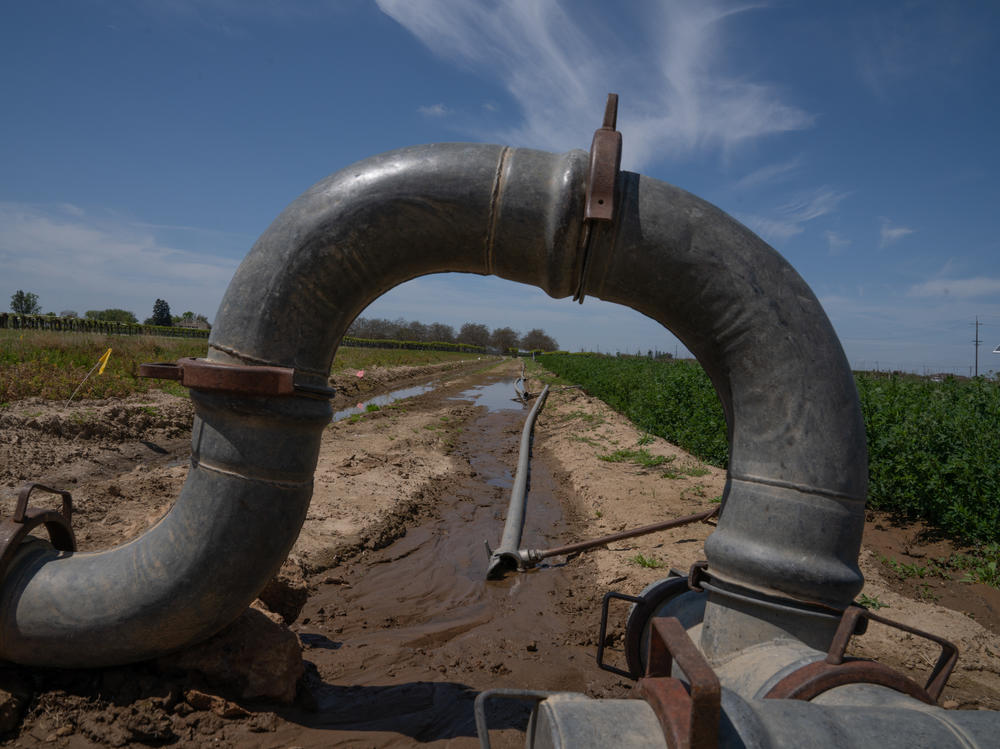 Pipes direct water into an irrigation project held by the University of California. After a few decades of not enough water California water officials are scrambling to catch as much of this year's floodwaters as they can.