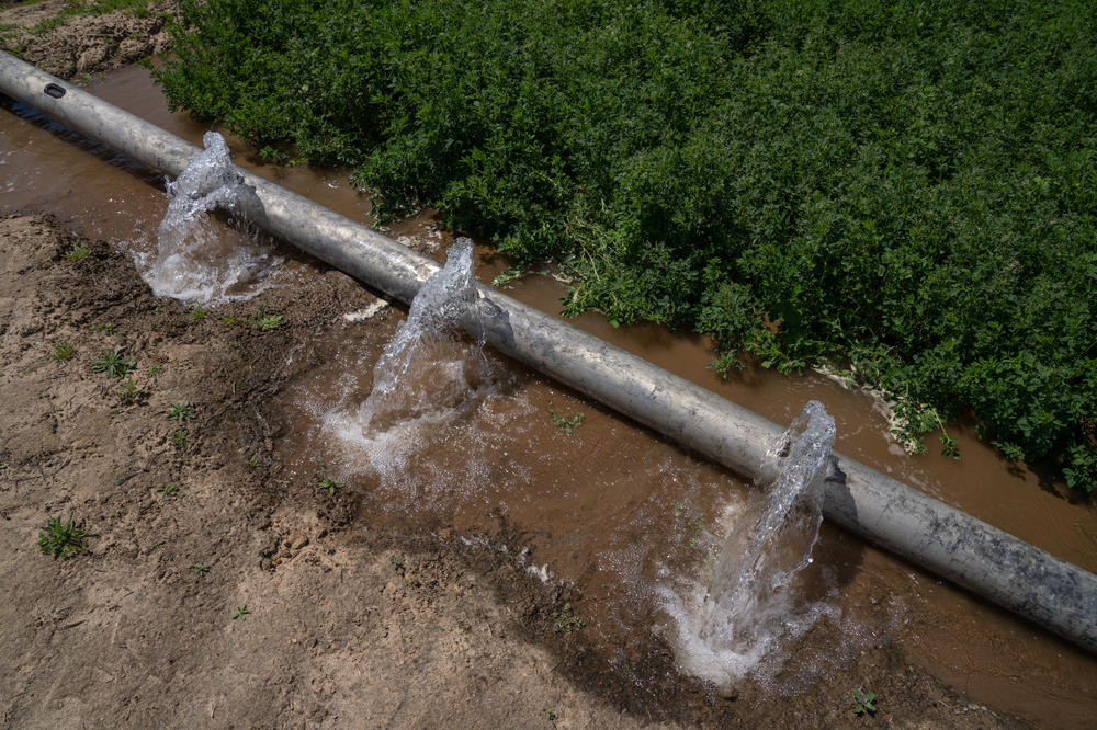 Water floods a field at an irrigation project run by the University of California.