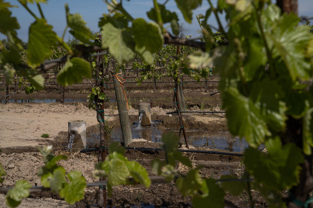 Water is pumped into a vineyard, flooding the field. In some water districts, like Madera County's, in the heart of the Central Valley, farmers are being incentivized to use their existing infrastructure to flood their fields with free or reduced cost water.