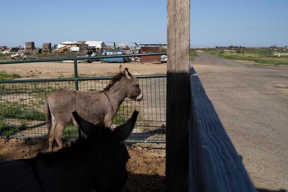 Giacomzzi's donkeys look out over some of the land on his farm in the Central Valley.