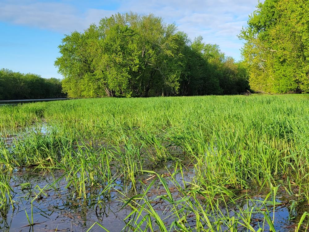 Grass islands and winding branches of the river form where the Missisquoi flows into Lake Champlain.