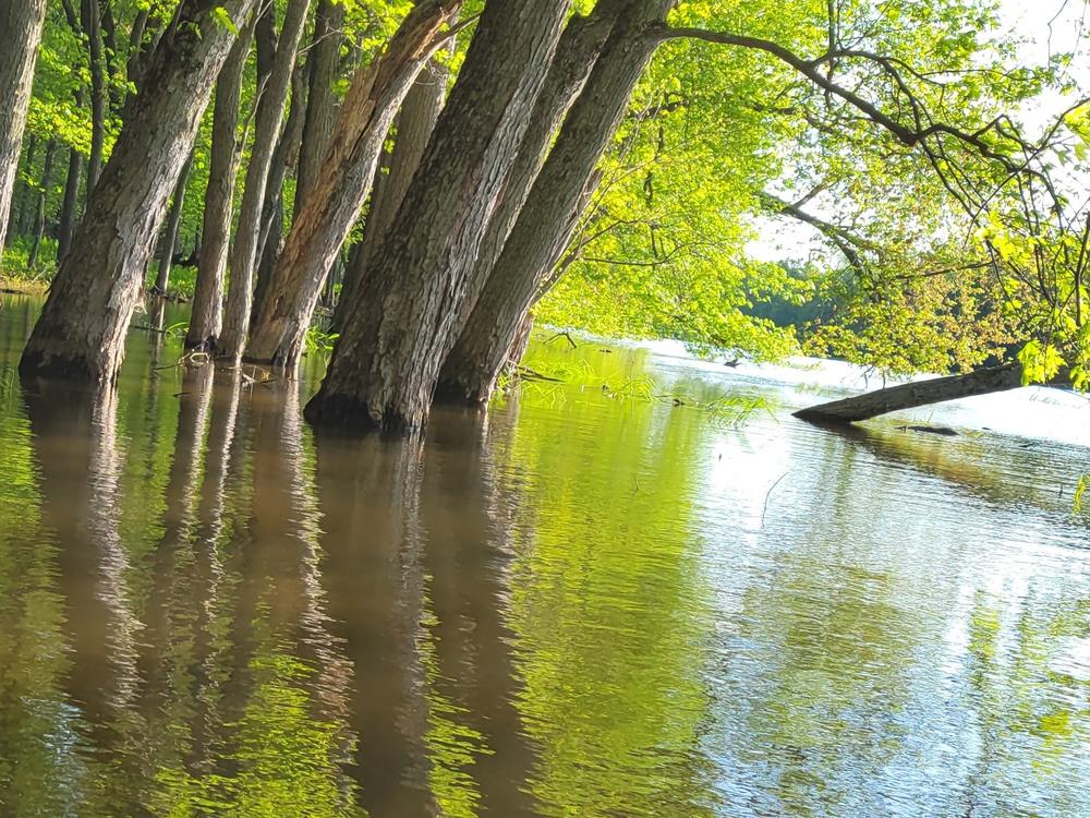 The Missisquoi often looks more like a Louisiana bayou than a New England river. Spring snowmelt floods the forest.