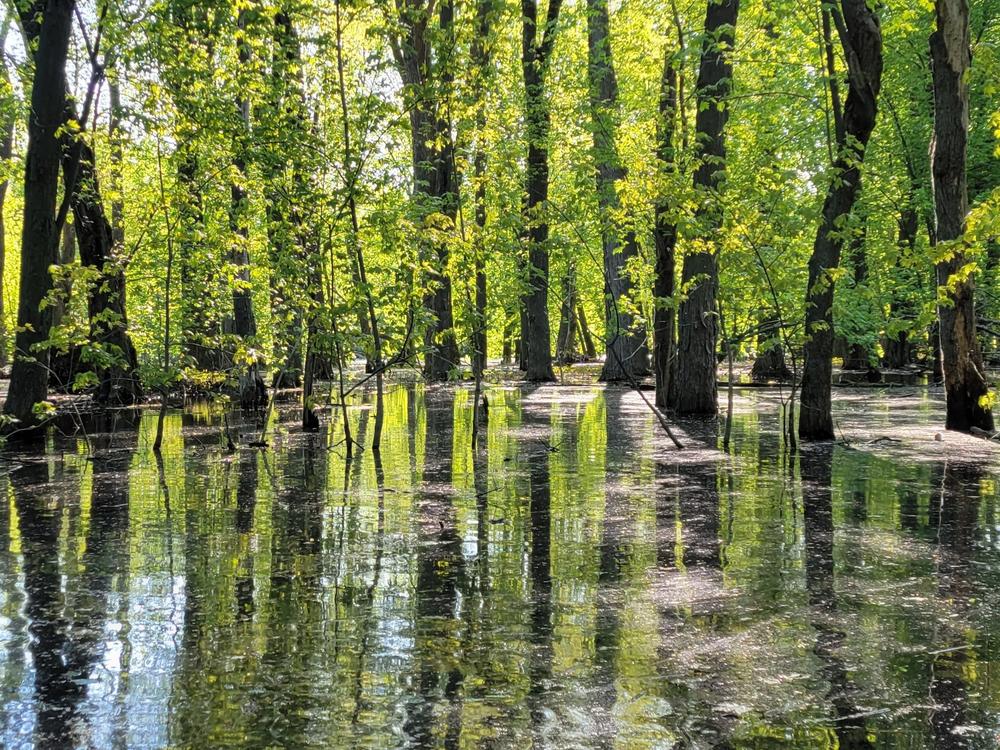 Paddling through the flooded forest in the Missisquoi National Wildlife Refuge.