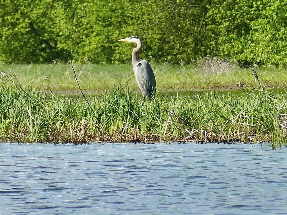 A great blue heron hunts at the edge of Vermont's Missisquoi River.