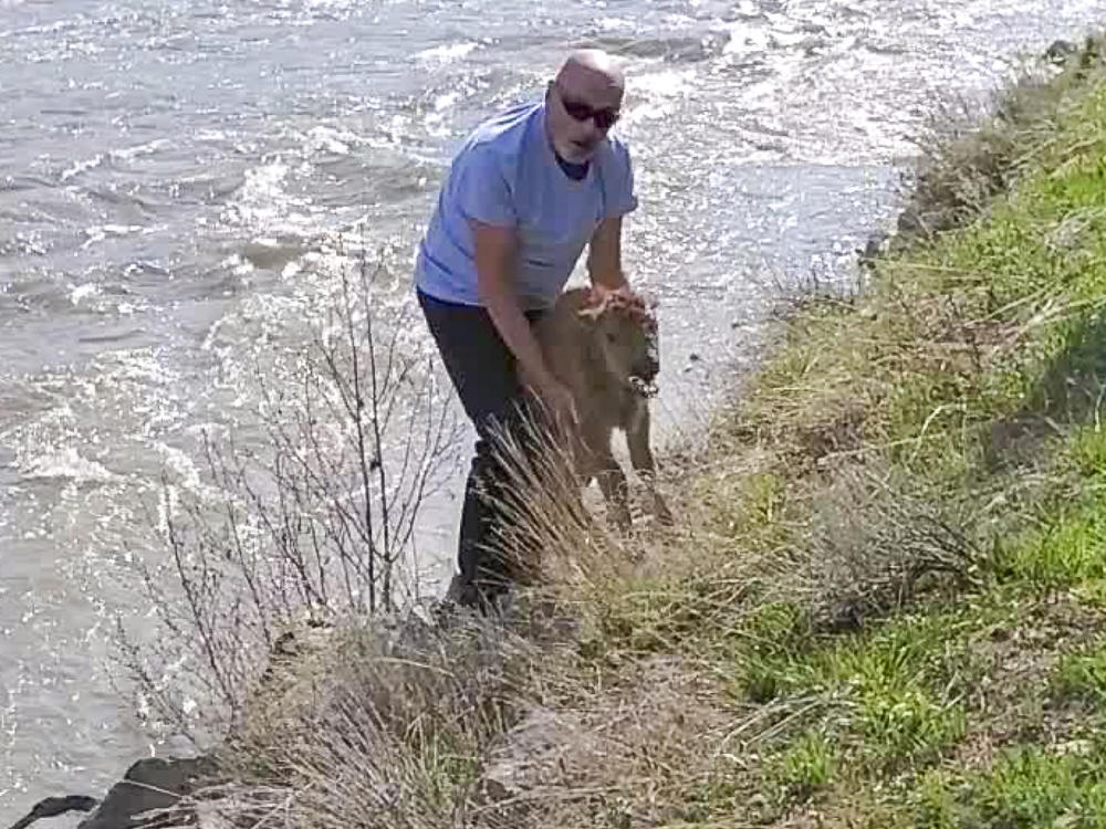 A photo shared by the National Park Service shows a park visitor attempting to help a stranded bison calf reunite with its herd. The plan ultimately ended the animal's chance of survival.