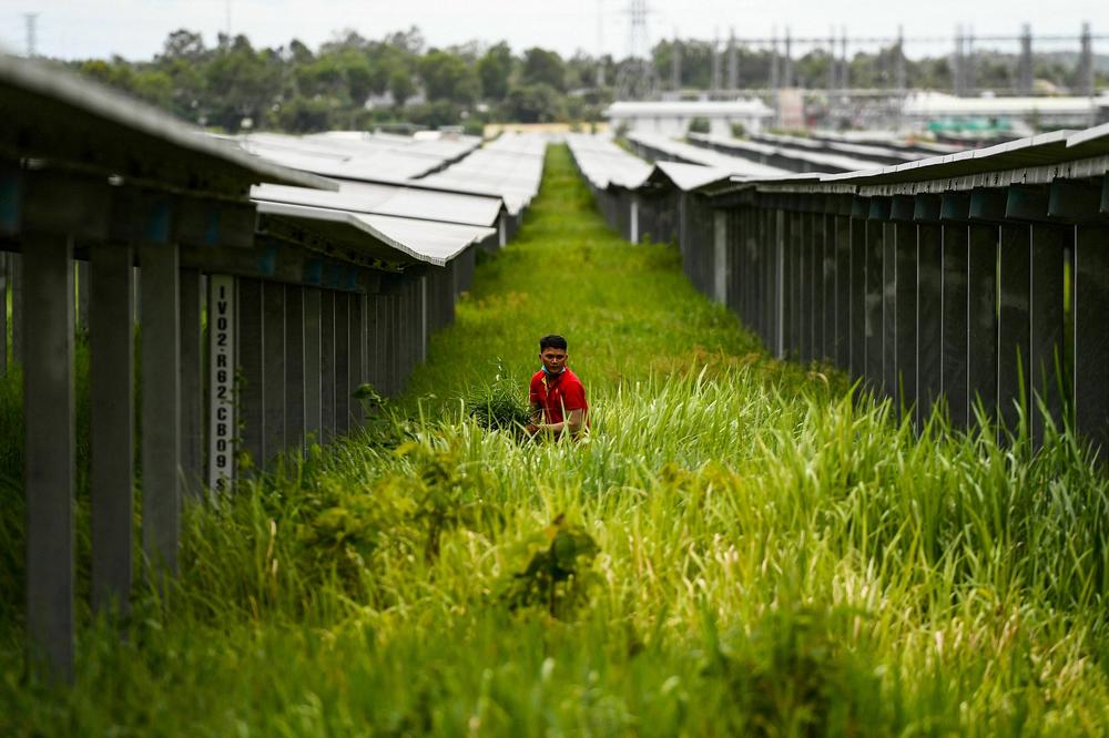 A man cutting grass next to solar panels in Vietnam's southern An Giang province.