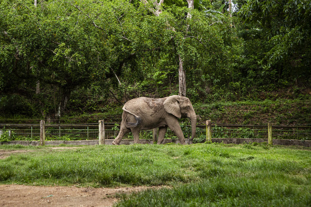 Mundi on her last full day in the zoo enclosure where she lived alone for 35 years.