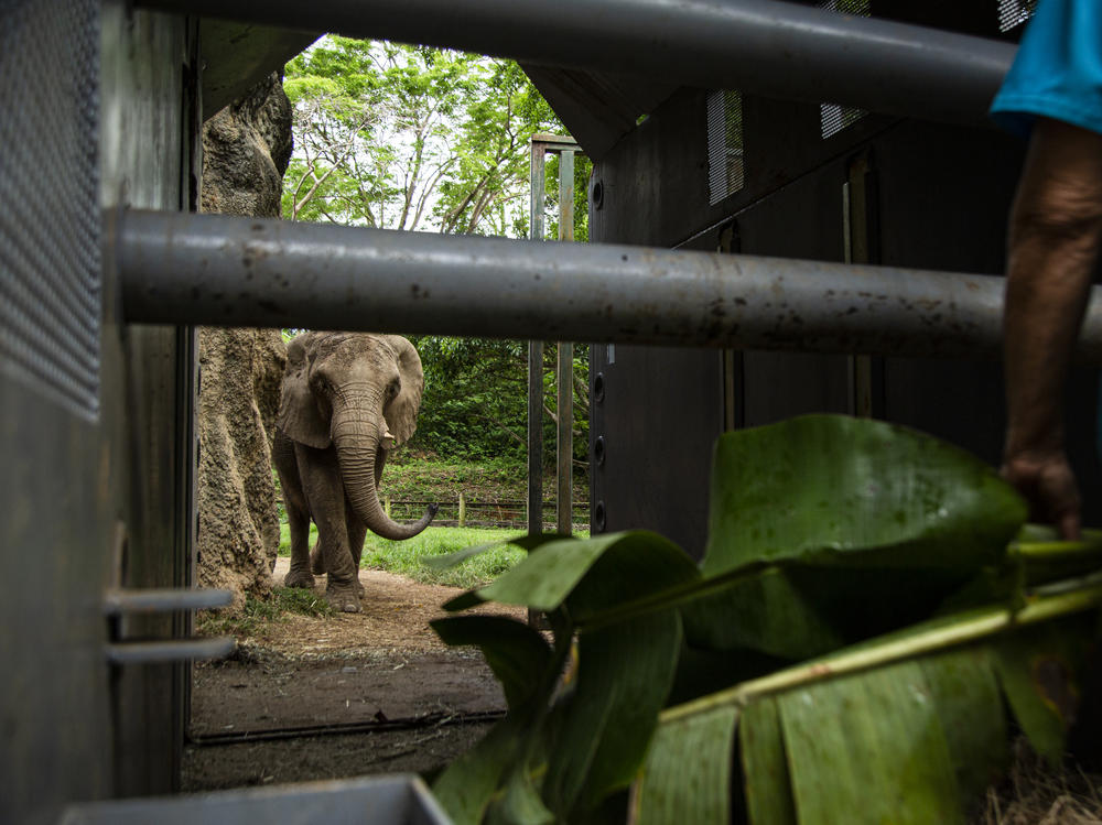 Carol Buckley works to coax Mundi into the transport cage that will carry her from the Puerto Rico zoo to Buckley's elephant refuge in Georgia. Buckley, an expert on elephants in captivity, arrived on the island two weeks ahead of the May 12 flight so she'd have time to earn the elephant's trust.