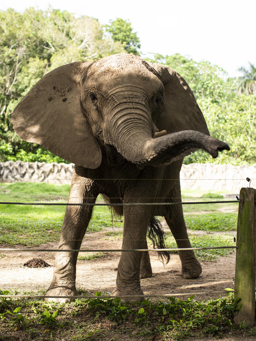 Mundi on her last full day at the Puerto Rico zoo. She was born in Africa in 1982 and lived on a private farm in Florida until Puerto Rico's zoo acquired her when she was 6. Zoo records indicate she was named Mundi after the local newspaper that donated her — <em>El Mundo</em>.