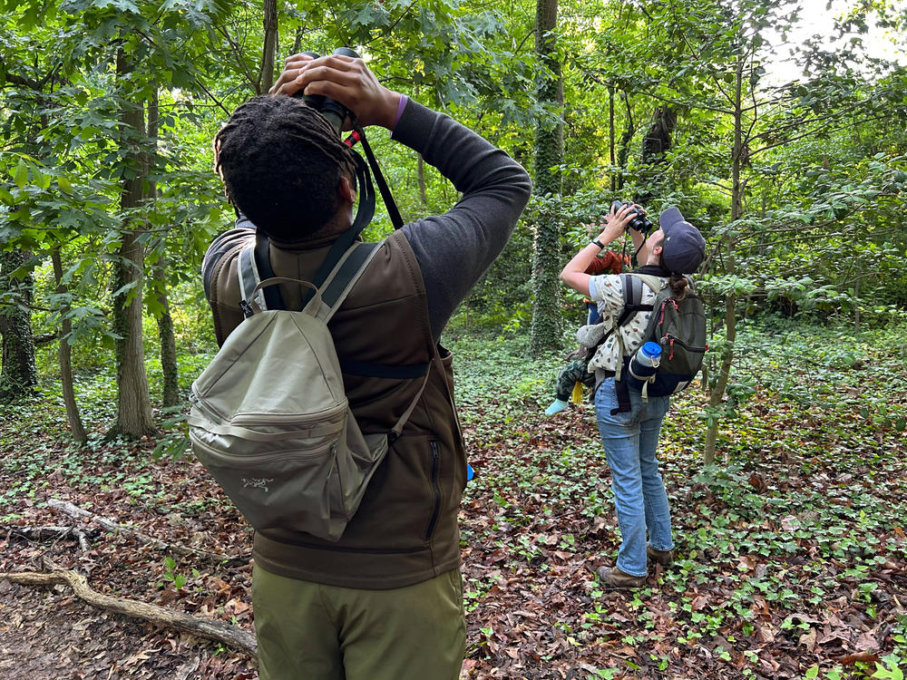 Tykee James, president of the DC Audubon Society, and Erin Connelly, holding her 10-month-old son, Louis, search in the treetops in Fort Slocum Park in Washington, D.C.
