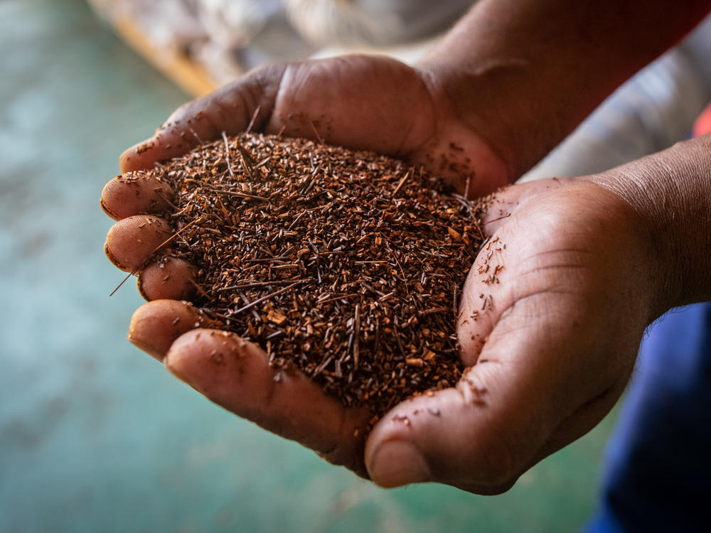 A rooibos worker displays a handful of dried rooibos at a processing facility in Wupperthal, South Africa.