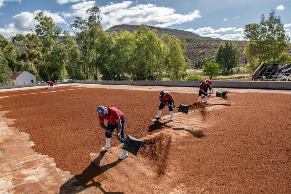 Members of an Indigenous Khoisan rooibos farming cooperative work on a batch of drying rooibos in Wupperthal, South Africa.