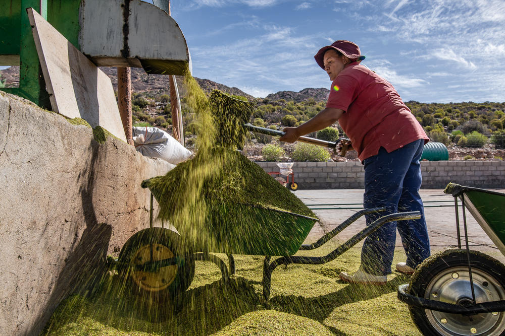 A worker collects a barrowload of cut-up rooibos stems that will be fermented and dried at a processing facility in Wupperthal, South Africa.