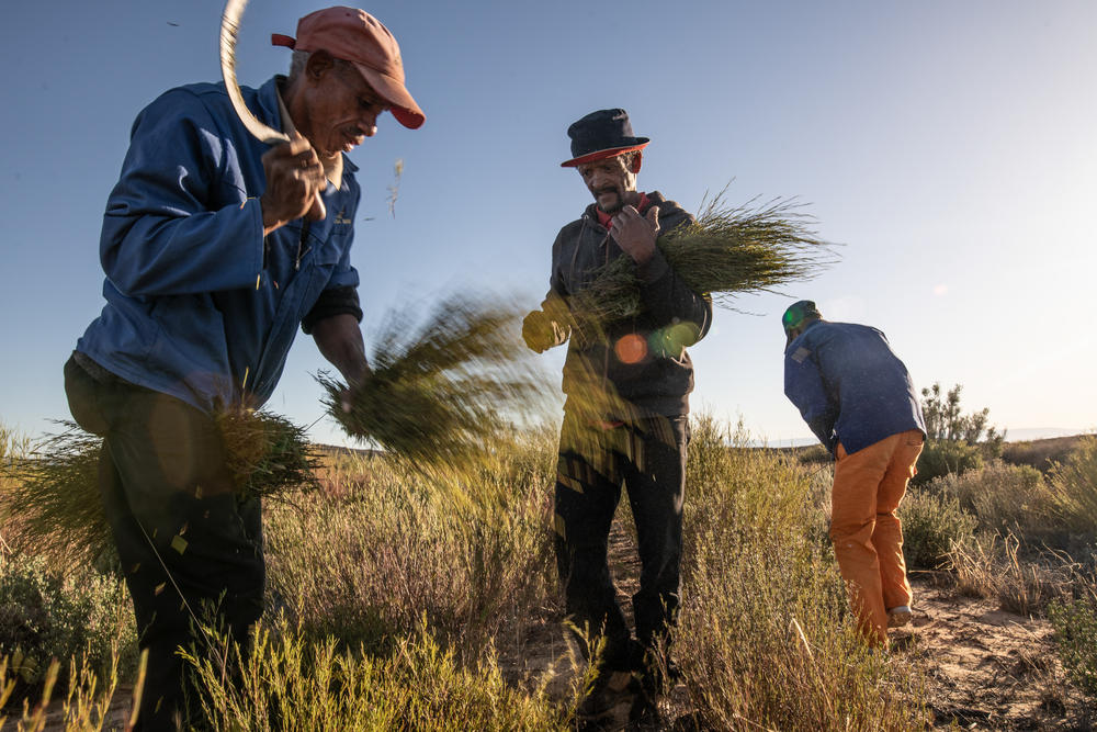 Members of an Indigenous Khoisan rooibos farming co-operative harvest their crop in the Cederberg Mountains, South Africa.