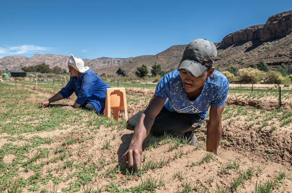 Johan Dre and Anna Van Schalkwyk, members of an Indigenous Khoisan farming co-operative, pluck weeds from a nursery of rooibos seedlings in Wupperthal, South Africa.