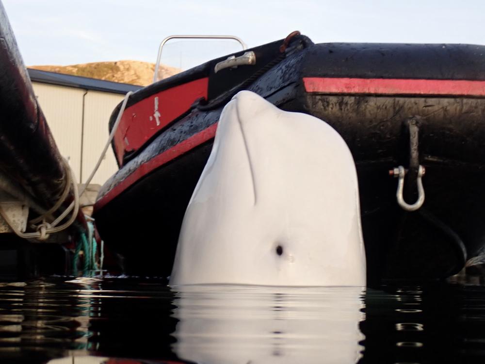 Hvaldimir pictured in Stad, Norway, earlier this year, shortly before he began his abrupt journey south.